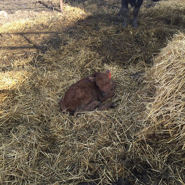 Wagyu Cattle