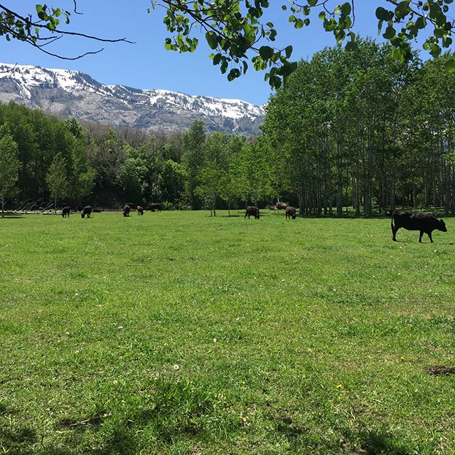 Wagyu Cattle