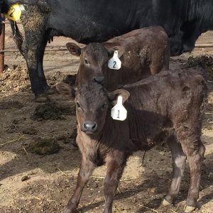 Wagyu Cattle