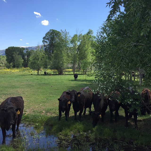 Wagyu Cattle