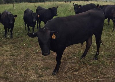 Wagyu Cattle