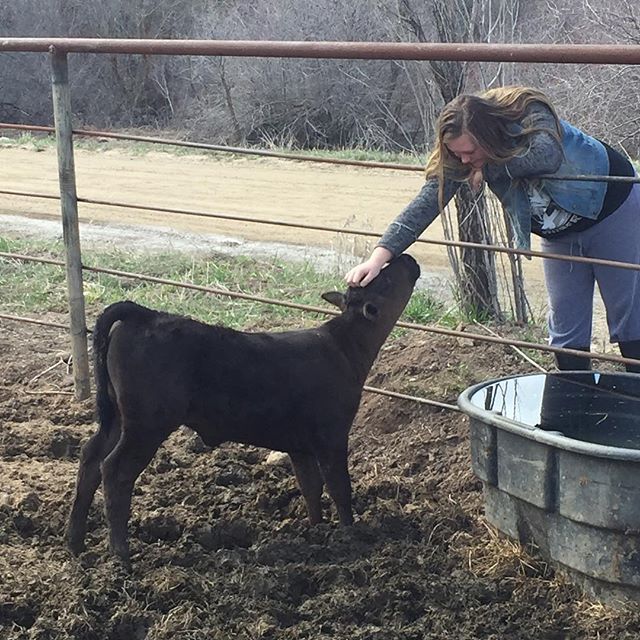 Wagyu Cattle