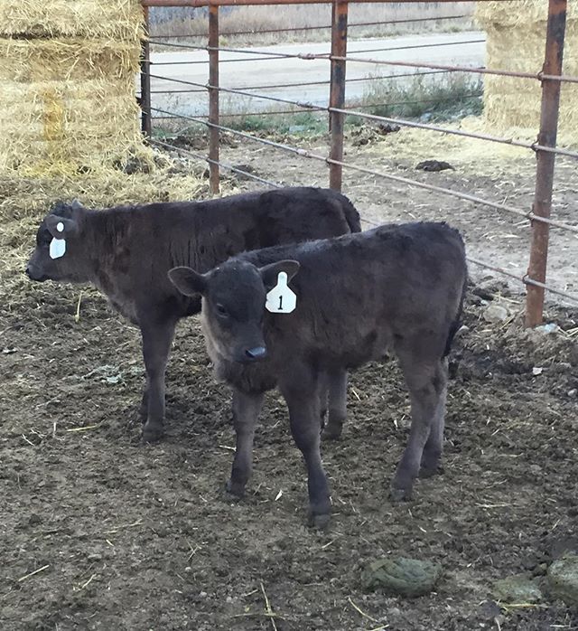 Wagyu Cattle