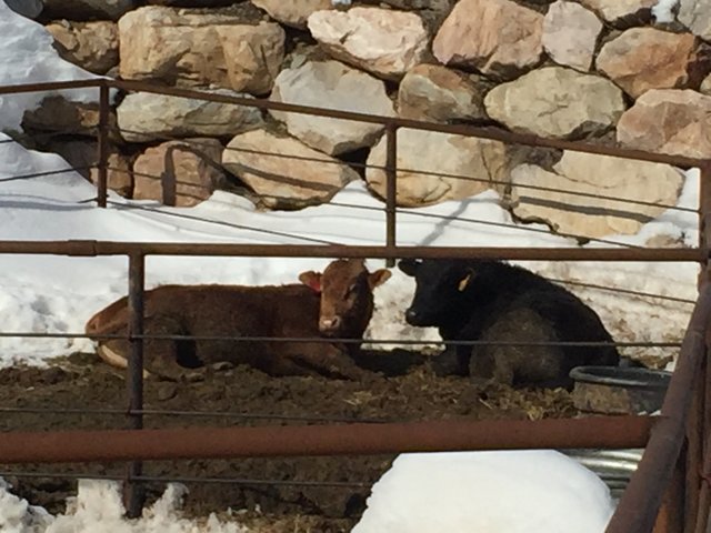 Wagyu Cattle