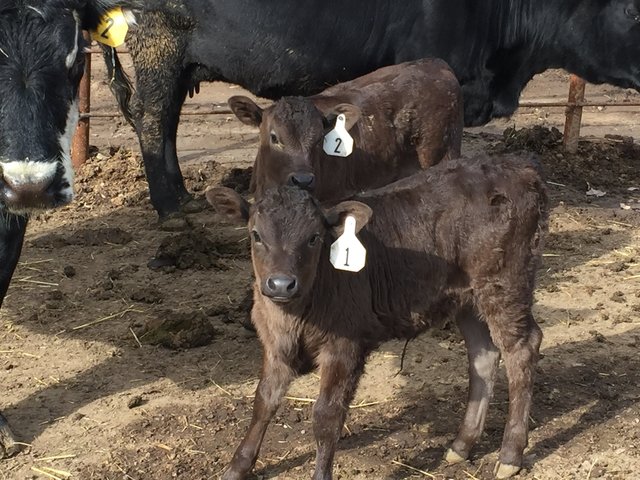 Wagyu Cattle