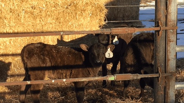 Wagyu Cattle