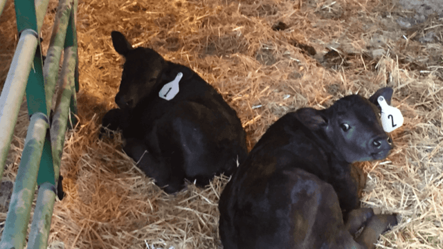 Wagyu Cattle